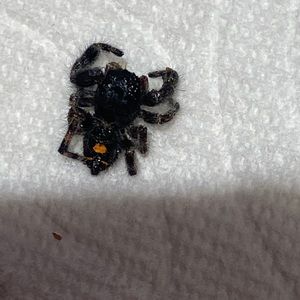 Meet your Posher, Sonika